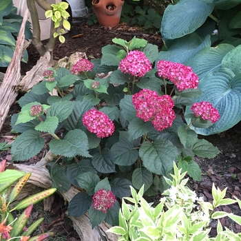 Hydrangea arborescens Invincibelle® 'Ruby' (101964)