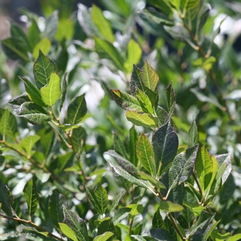 Ilex verticillata Little Goblin® 'Guy' (101967)