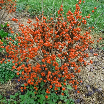 Ilex verticillata Little Goblin® 'Orange' (101969)