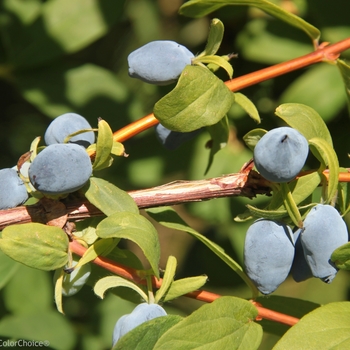 Lonicera caerulea Yezberry® 'Solo™' (101973)