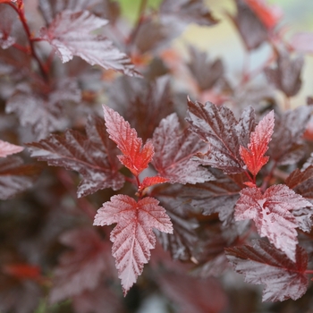 Physocarpus opulifolius 'Ginger Wine®' (101974)