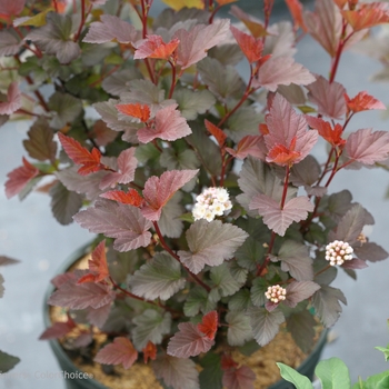 Physocarpus opulifolius 'Ginger Wine®' (101975)