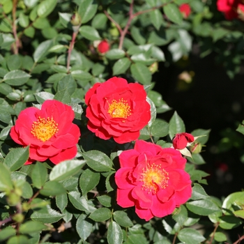 Rosa Oso Easy® 'Urban Legend®' (101982)