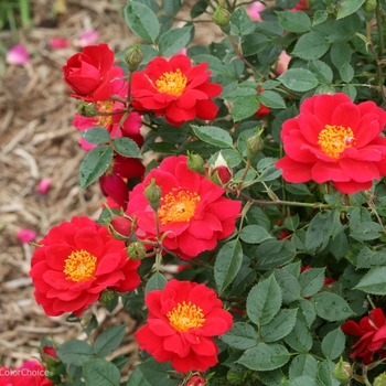 Rosa Oso Easy® 'Urban Legend®' (101983)