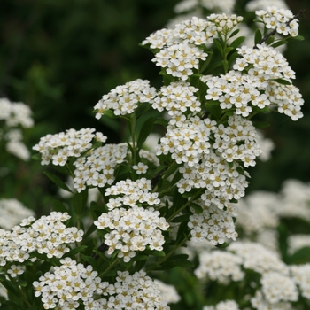 Spiraea nipponica 'Wedding Cake®' (101988)