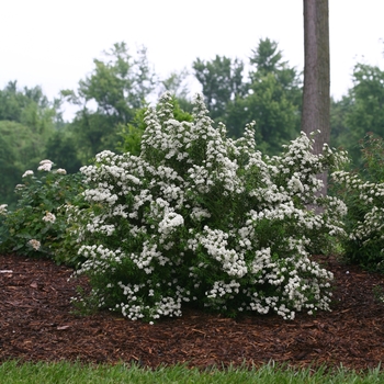 Spiraea nipponica 'Wedding Cake®' (101989)