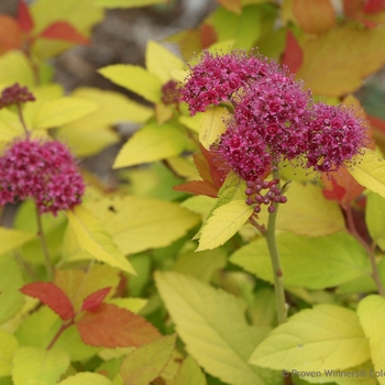 Spiraea japonica Double Play® 'Candy Corn®' (101992)