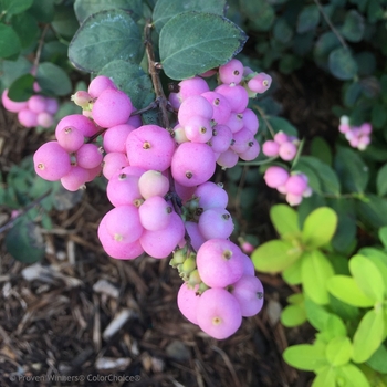 Symphoricarpos 'Proud Berry®' (101996)