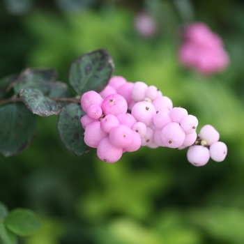 Symphoricarpos 'Proud Berry®' (101998)