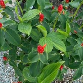 Costus woodsonii