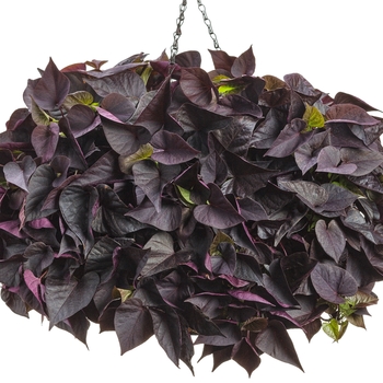 Ipomoea batatas Proven Accents® 'Sweet Caroline Sweetheart Jet Black™' (103272)