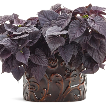 Ipomoea batatas Proven Accents® 'Sweet Caroline Sweetheart Jet Black™' (103275)