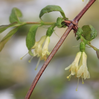 Lonicera caerulea Yezberry® 'Solo™' (103346)