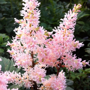 Astilbe japonica 'Peach Blossom' (104456)