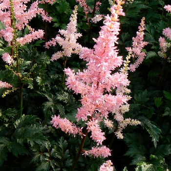 Astilbe crispa 'Perkeo' (104457)