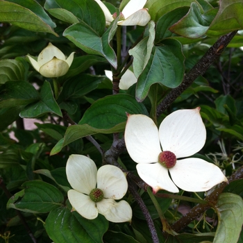 Cornus kousa 'Venus®' (104562)