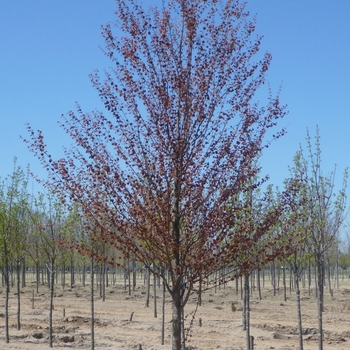 Cercidiphyllum japonicum '' (104567)