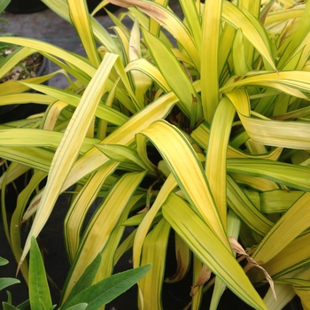 Carex siderosticha 'Banana Boat' (104568)