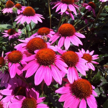 Echinacea Dream™ 'Amazing Dream' (104681)