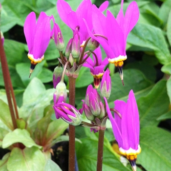 Dodecatheon 'Aphrodite' (104684)