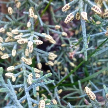 Cupressus arizonica 'Carolina Sapphire' (104687)