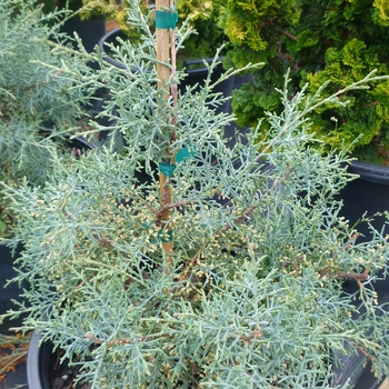 Cupressus arizonica 'Carolina Sapphire' (104688)