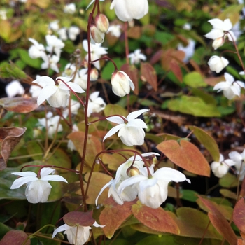 Epimedium x youngianum 'Niveum' (104898)