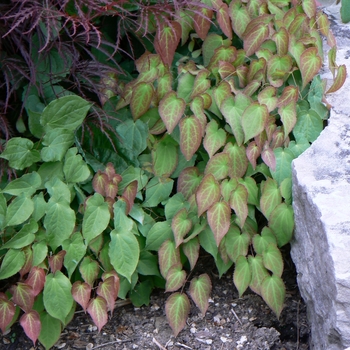 Epimedium x rubrum '' (104899)