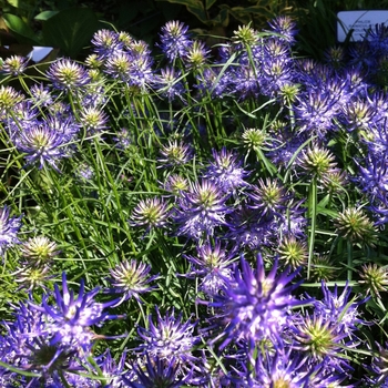 Edraianthus graminifolius '' (104904)