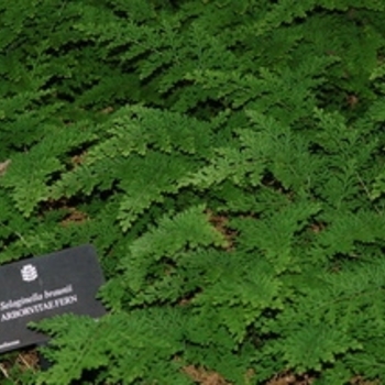 Selaginella braunii