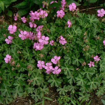 Geranium x cantabrigiense 'Westray' (105003)