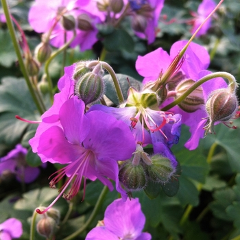 Geranium x cantabrigiense 'Cambridge' (105005)