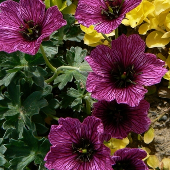 Geranium cinereum 'Purple Pillow' (105009)