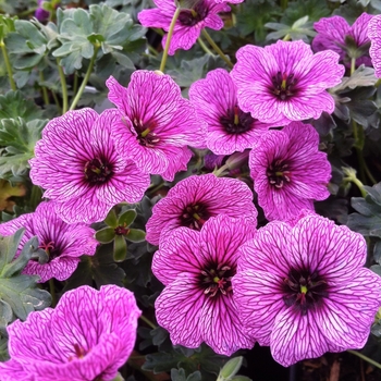 Geranium cinereum 'Lawrence Flatman' (105011)