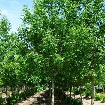 Fraxinus pennsylvanica