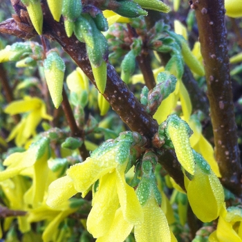 Forsythia x intermedia 'Showy Border™' (105016)