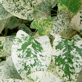 Fallopia japonica 'Variegata' (105018)