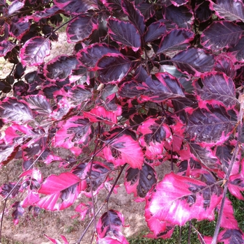 Fagus sylvatica 'Roseomarginata' (105019)