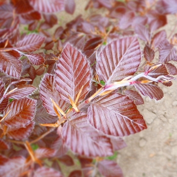 Fagus sylvatica 'Purpurea (Atropurpurea)' (105021)