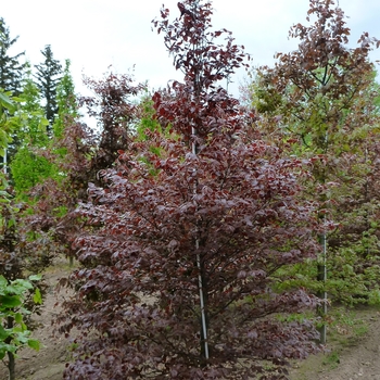 Fagus sylvatica 'Purpurea (Atropurpurea)' (105022)