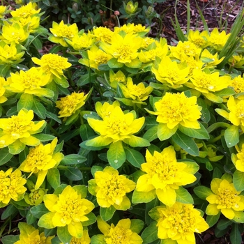 Euphorbia polychroma '' (105026)