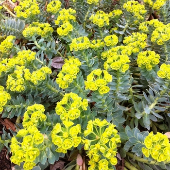 Euphorbia myrsinites '' (105028)