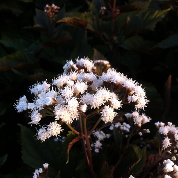 Eupatorium rugosum 'Chocolate' (105030)