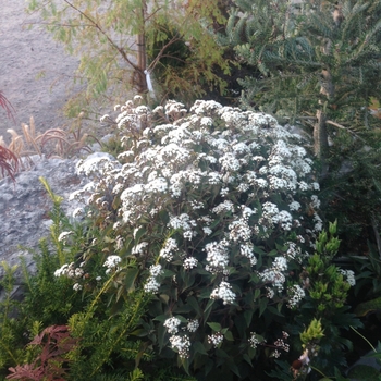 Eupatorium rugosum 'Chocolate' (105031)