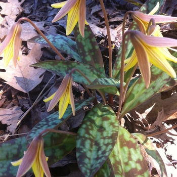 Erythronium americanum