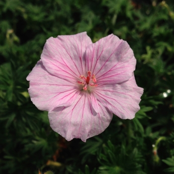 Geranium sanguineum var. striatum '' (105178)