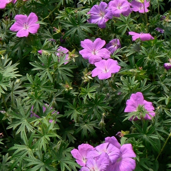 Geranium sanguineum '' (105181)