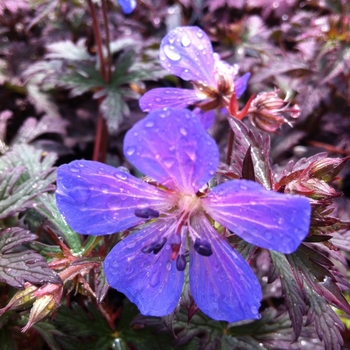 Geranium pratense 'Dark Reiter' (105183)