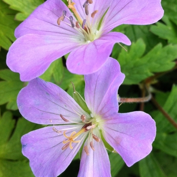 Geranium maculatum '' (105185)