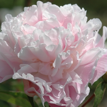 Paeonia lactiflora 'Catharina Fontign' 